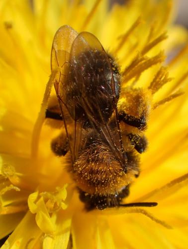 Andrena bicolor